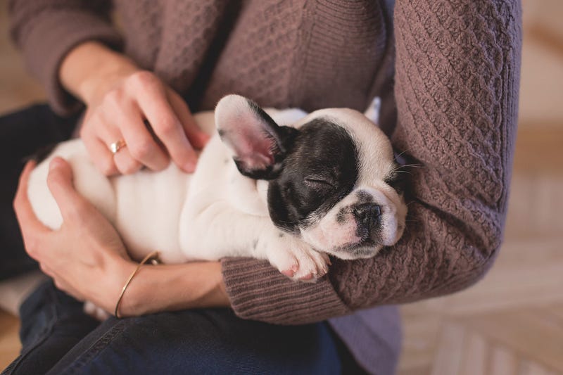 https://lancashiredogsittingservicesltd.com/