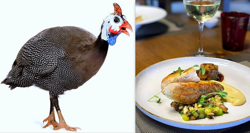 Feathered Jewels of the Savanna: The Story of the Guinea Fowl