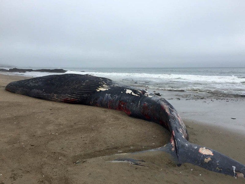 Juvenile blue whale found dead after ship strike on Point Reyes National Seashore in June 2018. (Credit: NPS/Sarah Codde)