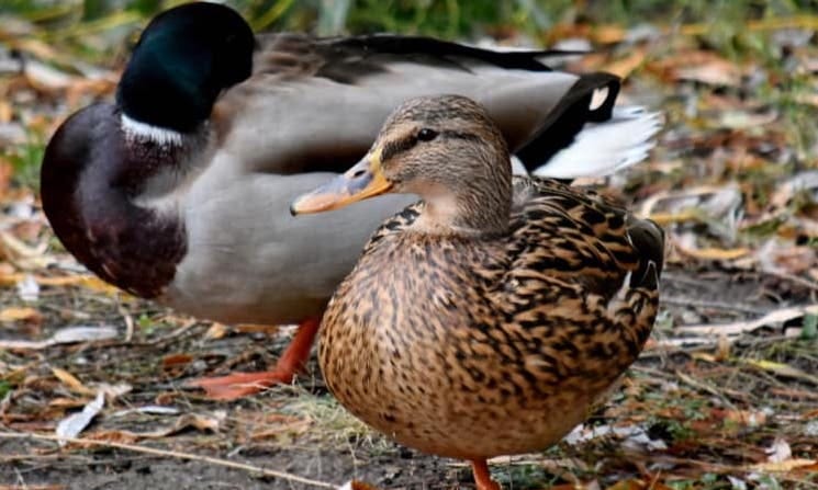 two mallard ducks