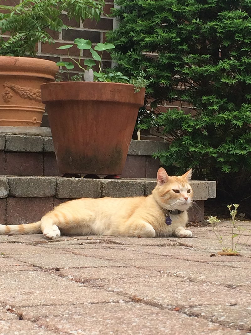 How the groundhog in my yard is my companion animal