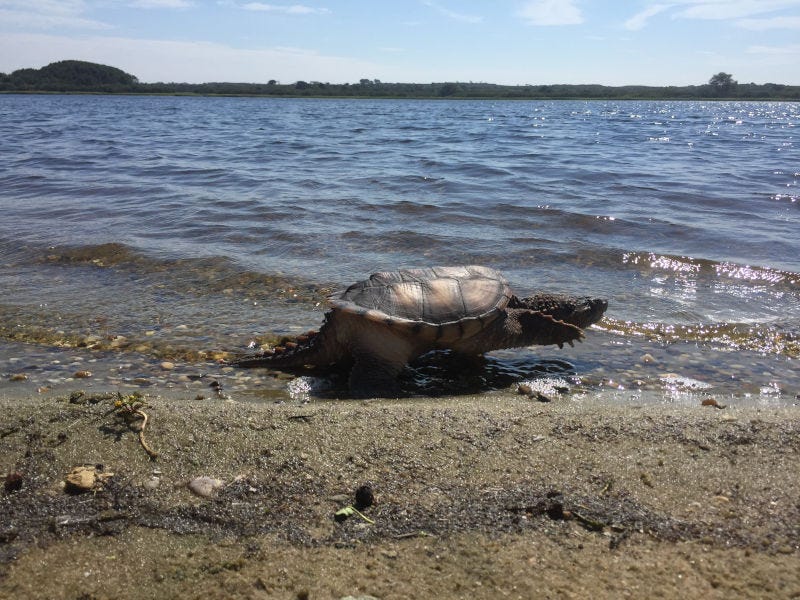 A snapping turtle on Nantucket Island, Massachusetts