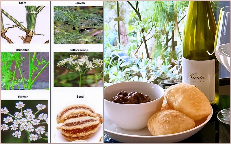 The Spice That Roars: Ajowan’s Botanical Brilliance and Bold Culinary Fire