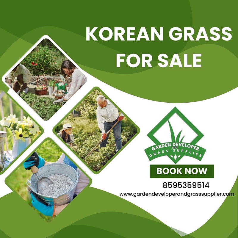 Korean Grass for Sale