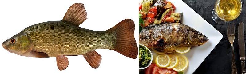 The Tench: A Golden Ghost of Europe’s Waters