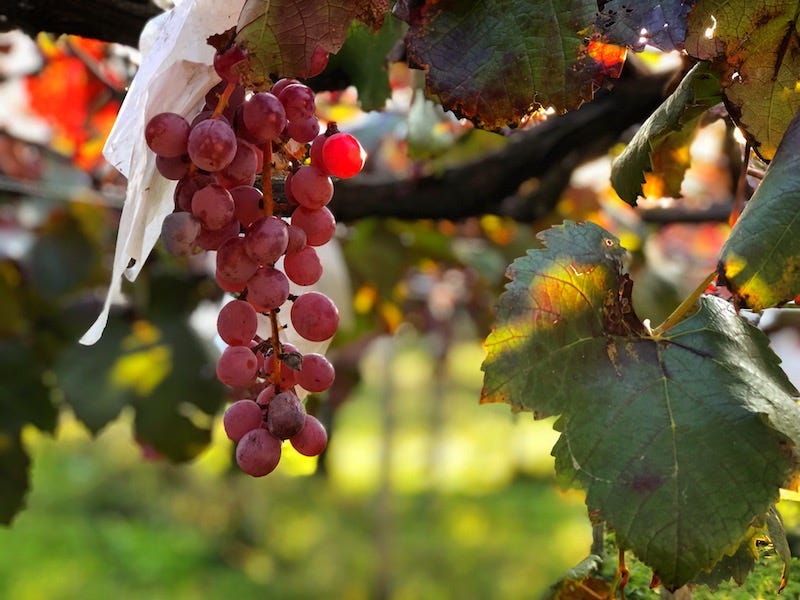 Wine grapes at Yamanashi Prefecture’s Koshu Valley