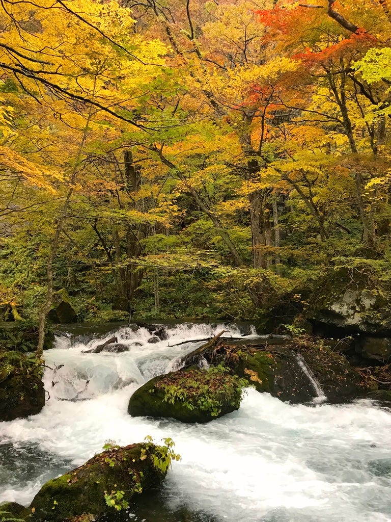 Cascading river surrounded by trees with yellow, orange, and green leaves.