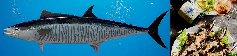 Silver Lightning: The Life, Lore, and Luxury of the Narrow-barred Spanish Mackerel