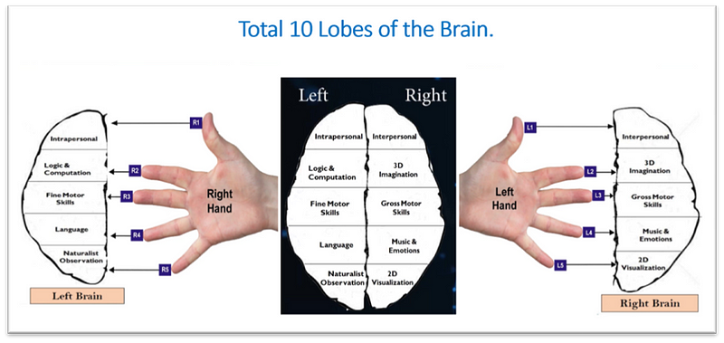 total 10 lobes of the brain