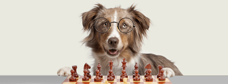 Brain Training For Dogs Review 2020