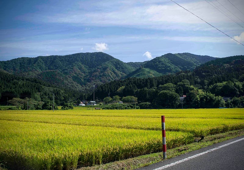 Mt. Kyogakura with its characteristic double peaks seen rising above the golden rice fields of the Ennoji Hamlet in eastern Sakata City, Yamagata Prefecture, Tohoku region of Japan. Mt. Kyogakura is one of the 100 Famous Mountains of Yamagata located in Sakata City, in the Tohoku region of North Japan.