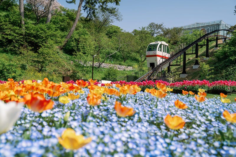 Springtime flowers bloom on the grounds of the beautiful Hamamatsu Flower Park