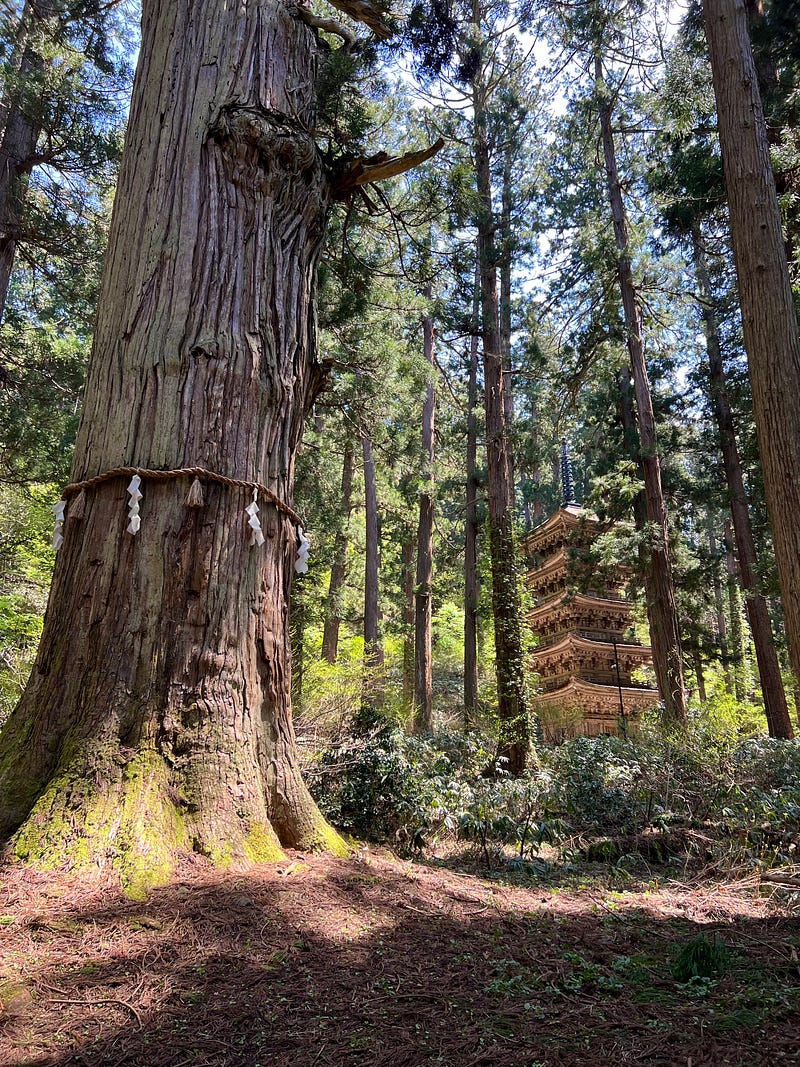 Ancient cedar and 5-story pagoda in the woods of Mount Haguro.