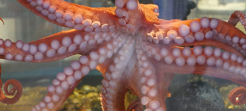 A closeup view of the arms and suckers of a Giant Pacific octopus as it presses against an aquarium tank.