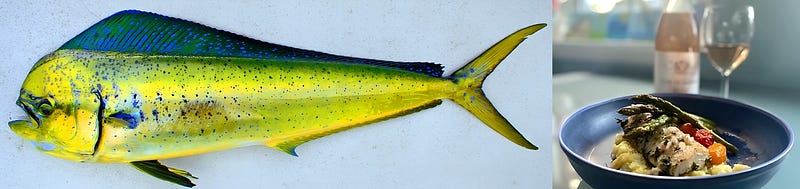 Chasing the Golden Fish: The Story of Mahi Mahi