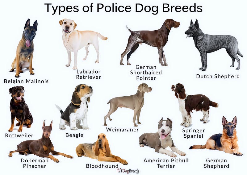 The Nose That Never Lies: Inside the World of Police Dogs