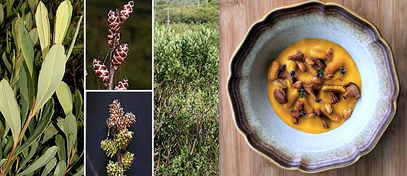 Whispers of the Bog: The Enigmatic Gale (Myrica gale)