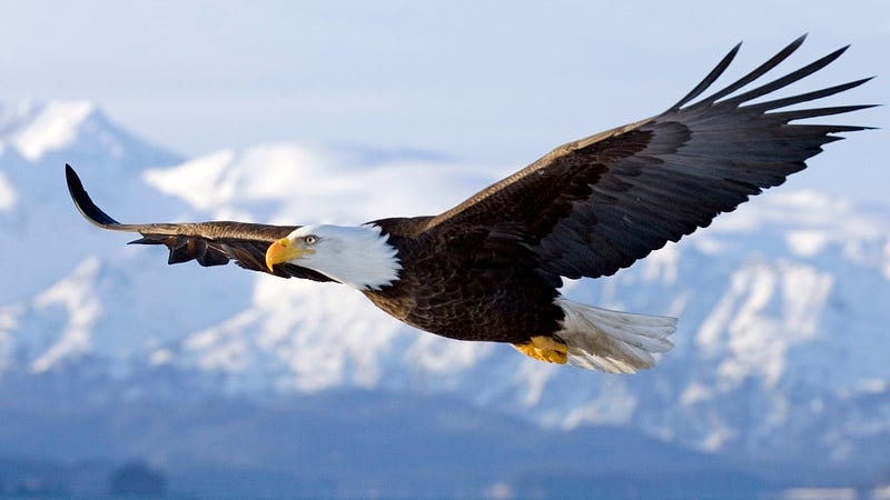 https://pgcpsmess.files.wordpress.com/2014/03/bald-eagle.jpg