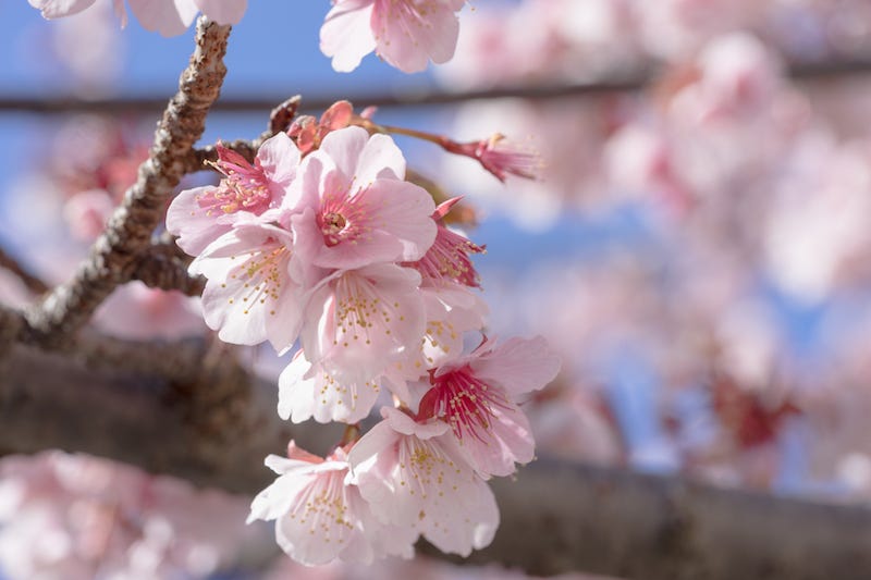 One of the additional terms that Atami needs to be known for are its cherry blossoms