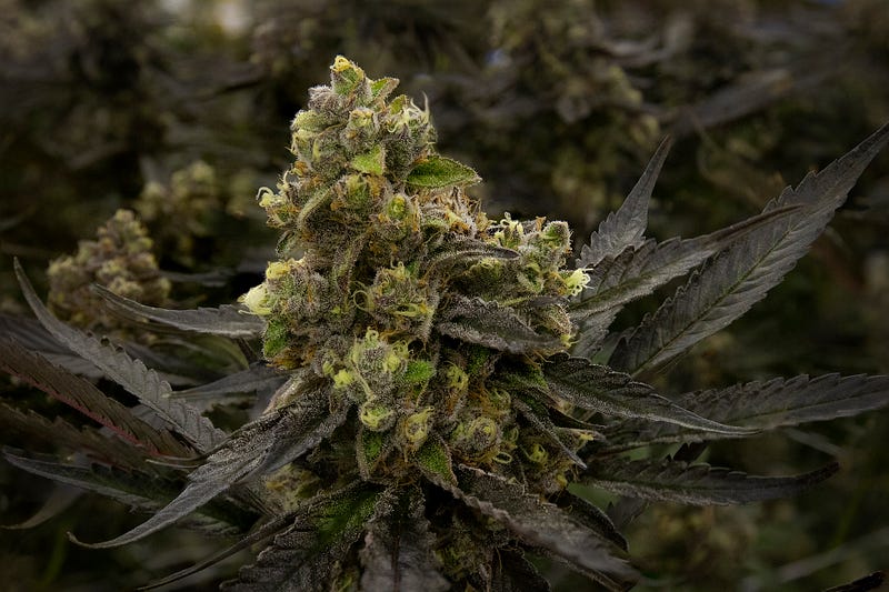The G.O.A.T. Cup‘s Science-based Scoring Attracted Quality Competitors to High THC Category