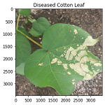 Diseased Cotton Leaf