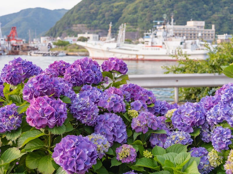 The beautiful hydrangeas of Shimoda Park during the month of June