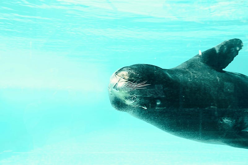 Three Ways to Use the Walrus Operator in Python