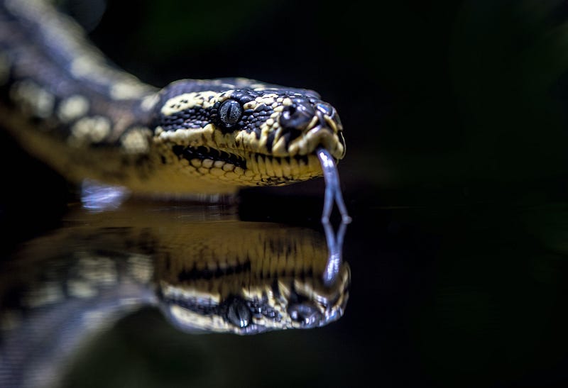 A Jungle carpet python’s head reflected in water at the Cairns aquarium, Australia.