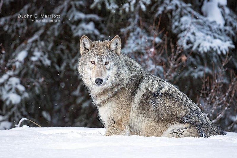 Wolf in snow, John E Marriott