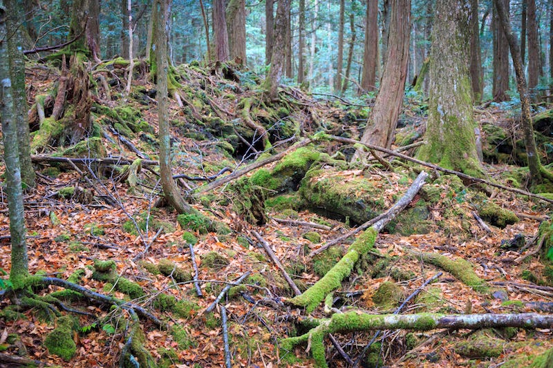 The dense trees of Yamanashi Prefecture’s infamous Aokigahara forest