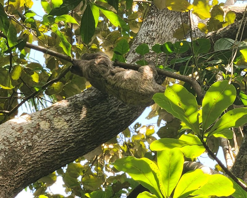 A large sloth hangs from a branch in the treetop. A small sloth arm can be seen grasping her side.