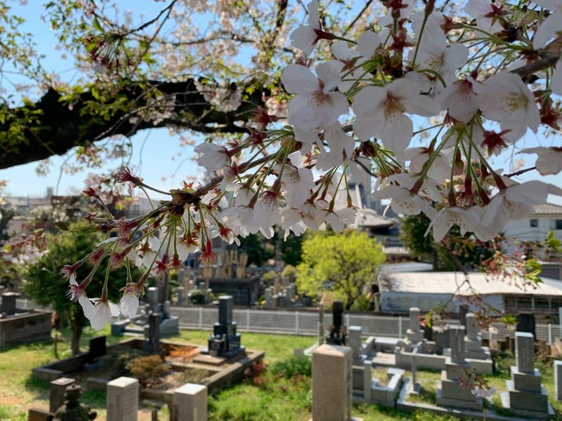 Honmyo-ji where the Great Fire of Meireki started during cherry blossom season