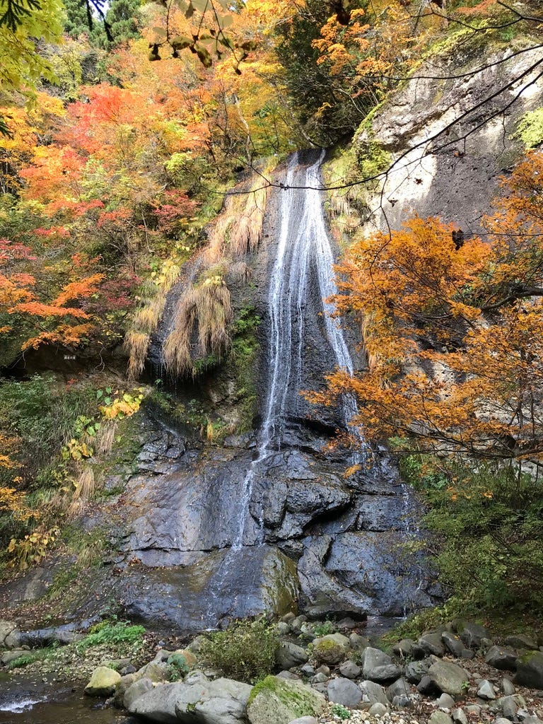 Thin streams of water fall along a rock face surrounded by fall colors.