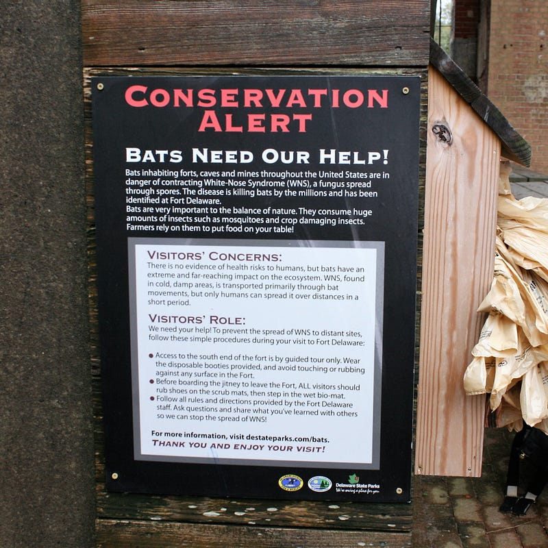 Haunted Havens For Bats Conserving The Nature Of Northeast Visitors To Fort Delaware Wear Foot Coverings During Their Tours Prevent The Spread Of Wns Educational Signs On Site Discuss Bat Conservation