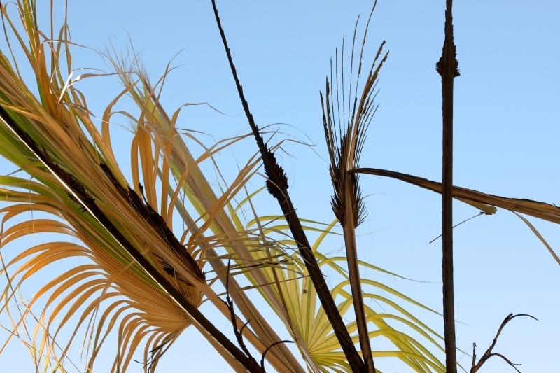 Close-up photograph of palm tree stalks and fronds, abstract photo for healing