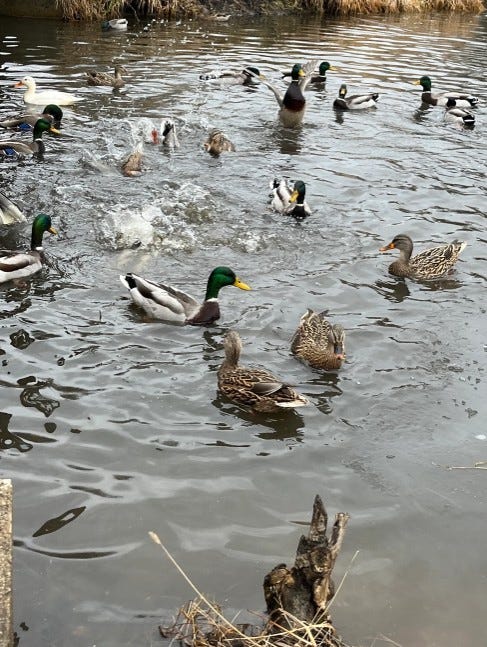 Ducks flapping and quacking in water.