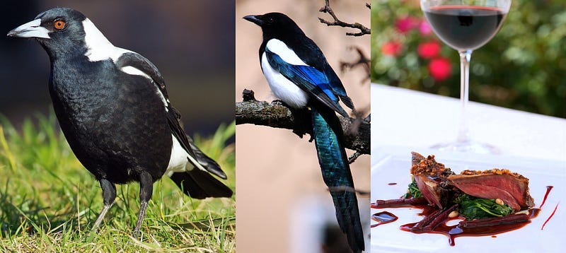 Black-and-White Legends: The Story of the Magpie Across Continents