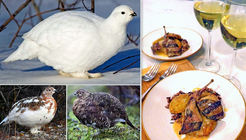 The Silent Shape-Shifter of the North: Exploring the Willow Ptarmigan