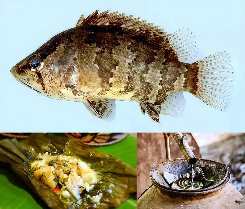 Into the Shadows of Freshwater: The Dark Tiger Fish (Nandus oxyrhynchus)