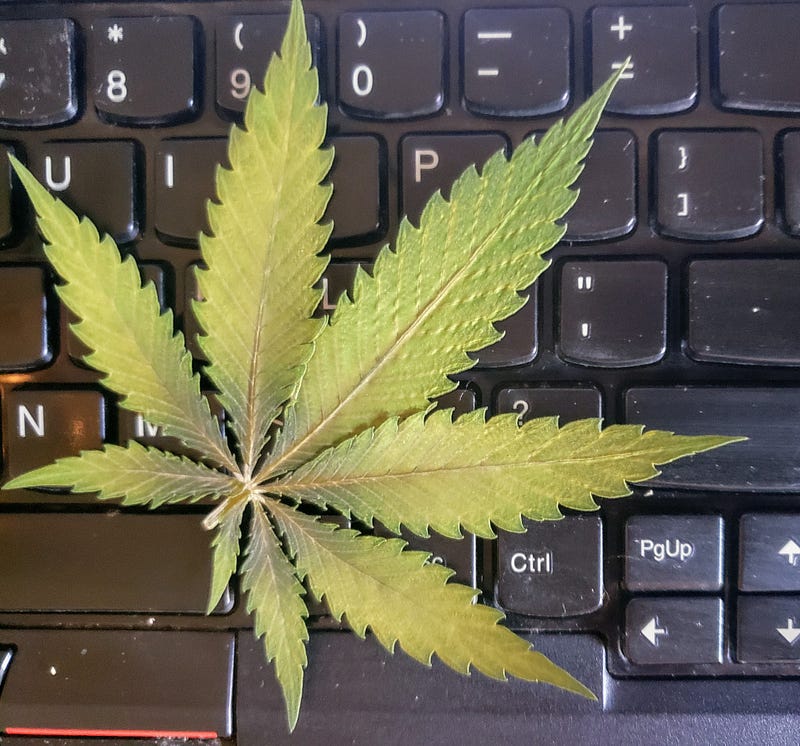 Cannabis Explorations: Cascadia Lab Expedition