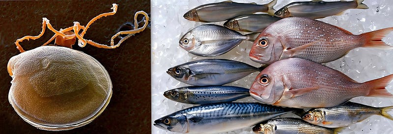 Whispers of Poison in the Tides: The Secret Life of Gambierdiscus toxicus