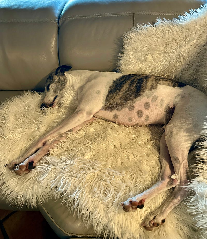 Agera the Whippet having a nap on his cozy couch blanket