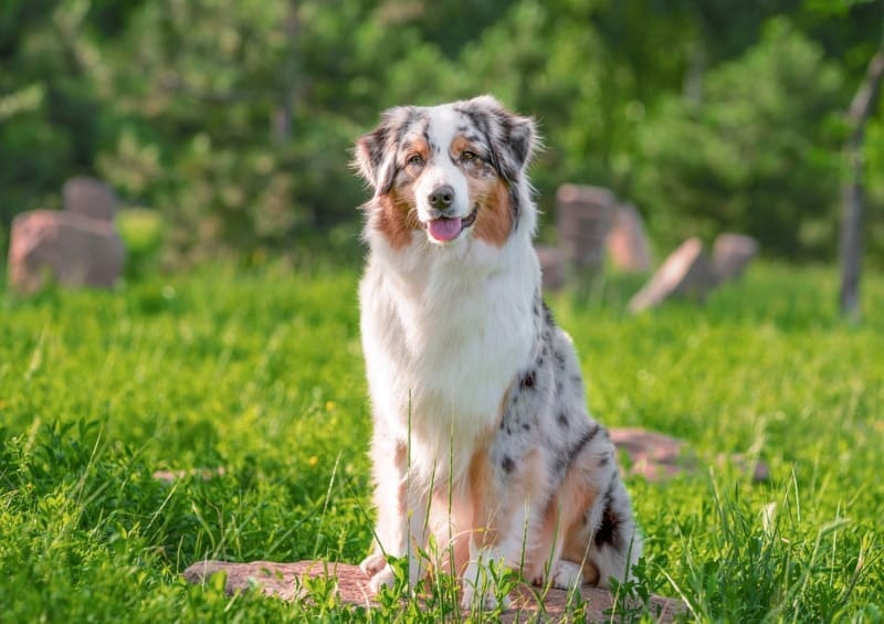 Australian Shepherd