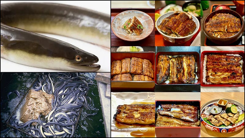 Threads of Silver and Shadow: The Life, Flavor, and Future of the Japanese Eel