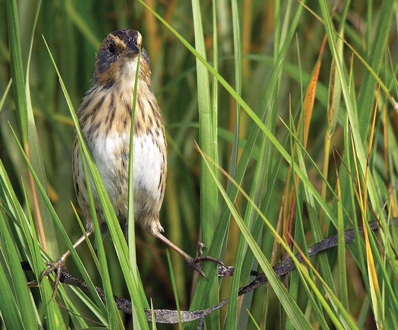 Small brown and white bird perches between two blades of grass