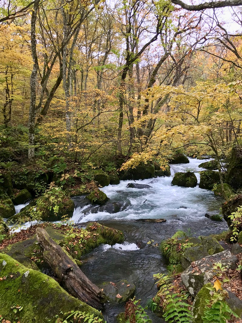 Mossy rocks and tree trunks in the foreground, cascading river canopied by yellow leaves in the back.