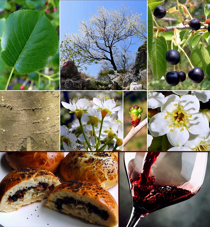 The Bitter Heart of the Cherry Tree: Exploring the Legacy and Flavor of Mahaleb (Prunus mahaleb)