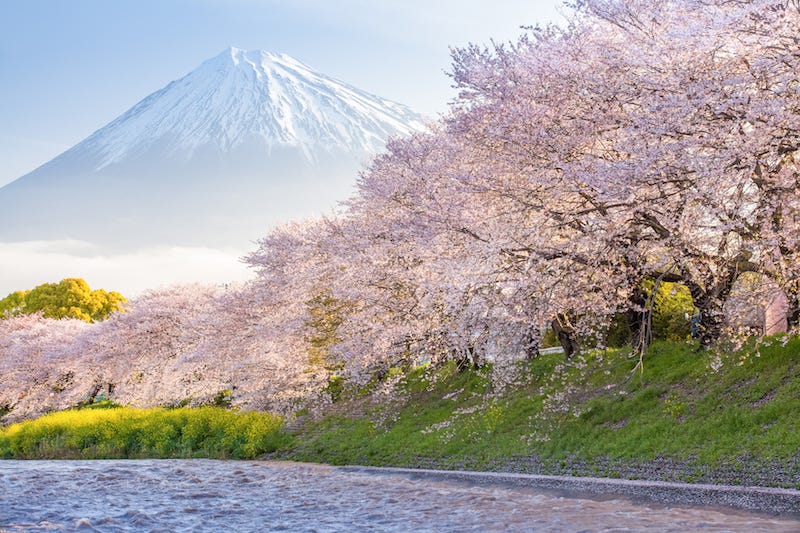 Cherry blossoms bloom against the backdrop of Japan’s iconic Mt. Fuji