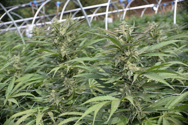 5 Reasons I Care about Cannabis Terpenes