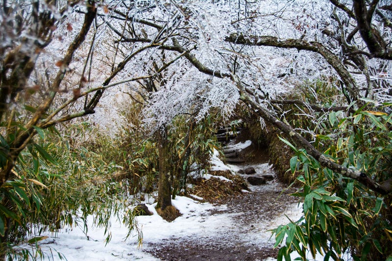 Image of path on the way to Mt. Kintoki